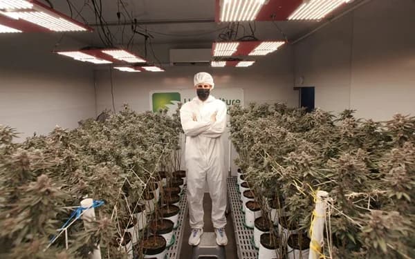 El Gobierno presentó a discusión un decreto que permitirá la venta de flor de cannabis psicoactivo en farmacias con fórmula médica