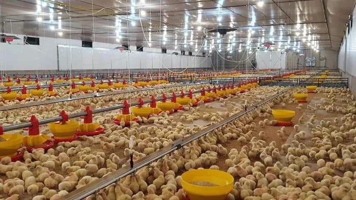 El sector avícola en Colombia registra un crecimiento de 2,8% en el 2024