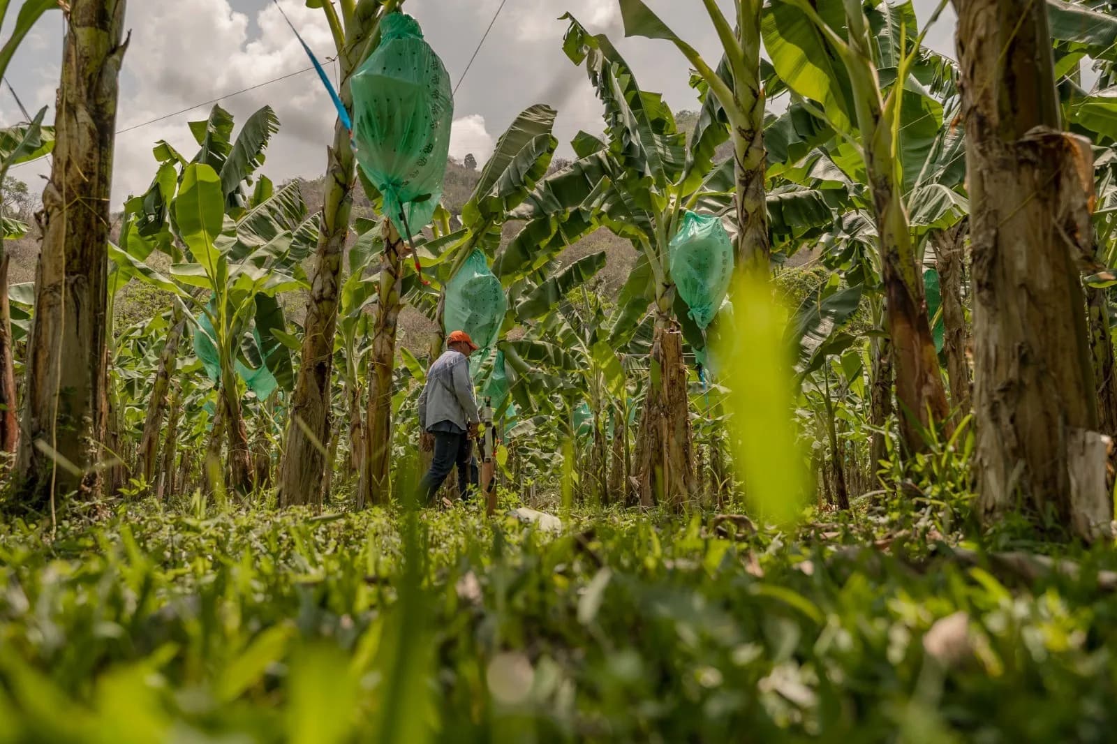 US$160 millones al año valen “expos” colombianas de banano y plátano a E.U. (en la Costa Atlántica temen por 7.000 empleos ante arancel del 25%)