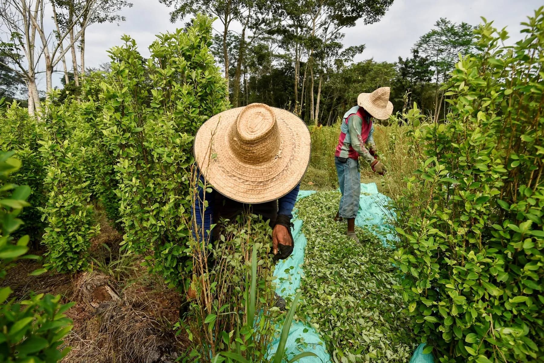 Gobierno Nacional regulará cultivos de amapola, cannabis y coca con fines médicos, científicos e industriales