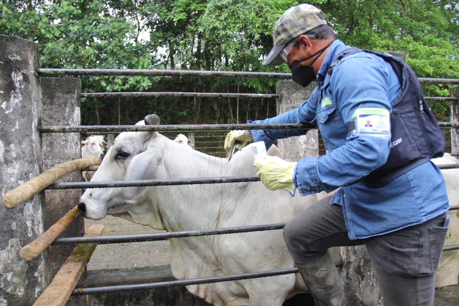 Por solicitud de los productores, se suspendió ciclo adicional de vacunación contra la aftosa en la frontera colombo-venezolana