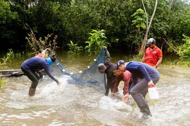 Descubrieron una nueva especie de pez miniatura en el río Putumayo, en el Amazonas, Colombia