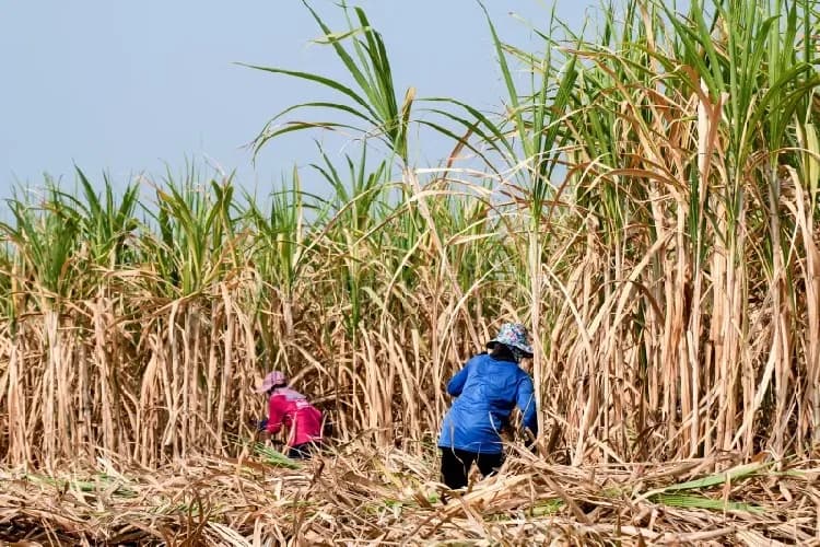 Agroguachal pagará dividendo de $43,80 por acción procedente de utilidades no gravadas de 2023: en total son $2.628 millones