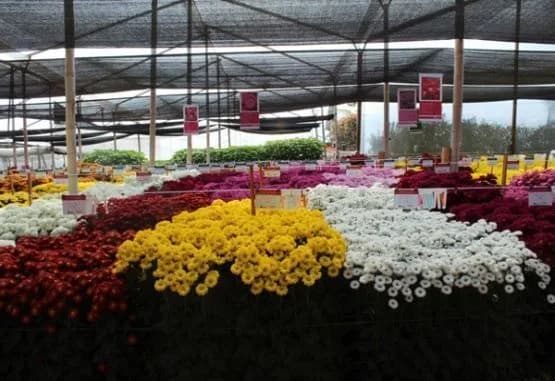 España y Chile, los países que más recibieron flores colombianas para conmemorar el Día de Todos los Santos