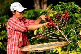 Gobierno Nacional y Federación Nacional de Cafeteros firmaron prórroga del Contrato de Administración del Fondo Nacional del Café