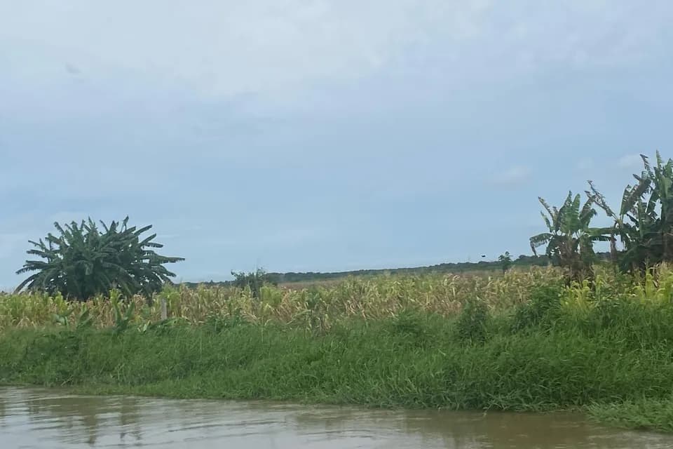 Inundaciones en cultivos de maíz en El Caimito y San Marcos, Sucre deja pérdidas económicas que superan los 4.400 millones