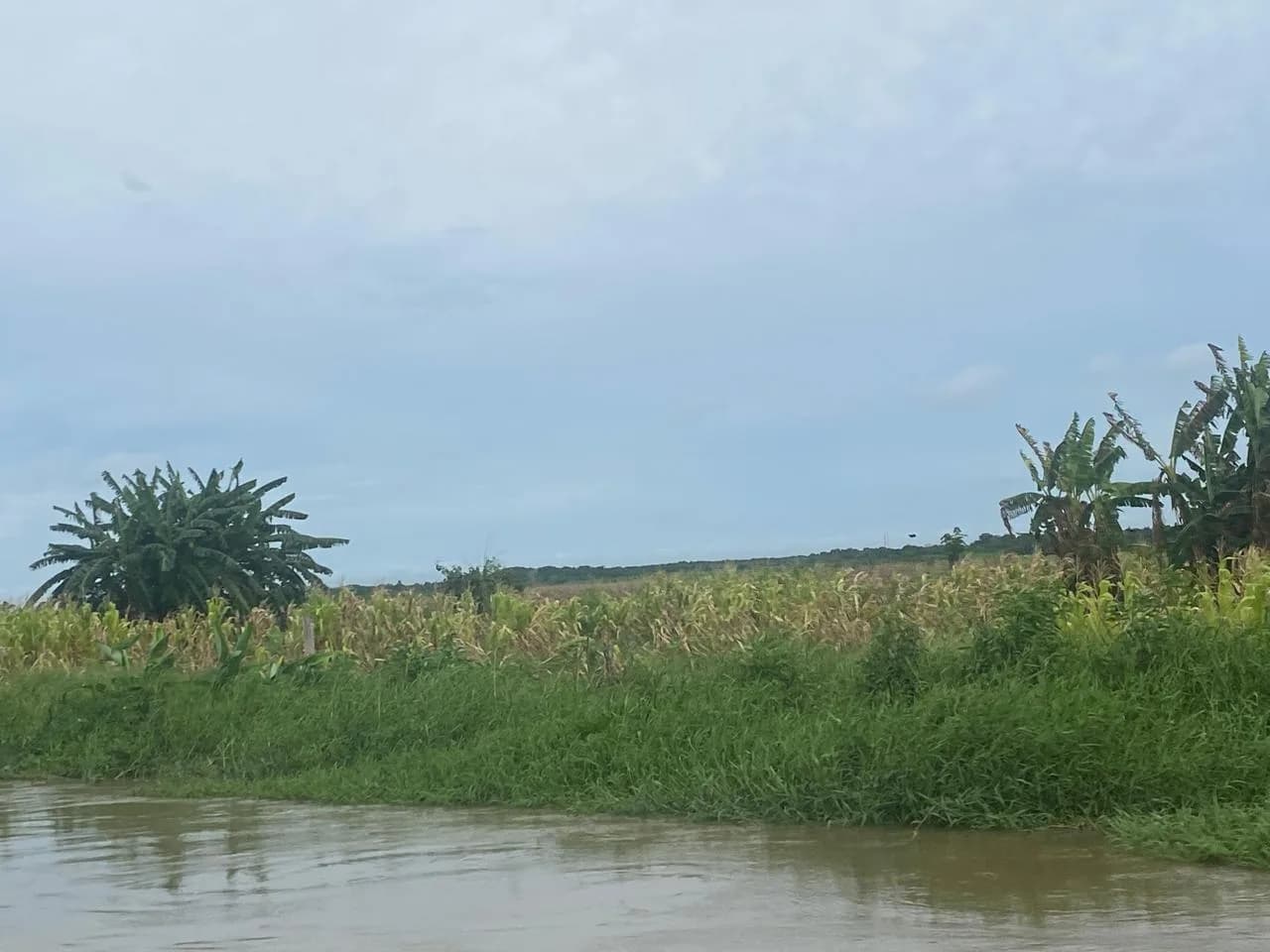 Inundaciones en cultivos de maíz en El Caimito y San Marcos, Sucre deja pérdidas económicas que superan los 4.400 millones