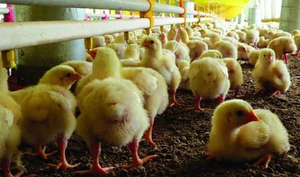 Según Fenavi, el encasetamiento promedio de pollitos en 2024 fue de 75,8 millones para avicultura de engorde: se espera que el crecimiento para 2025 sea de 1,5%