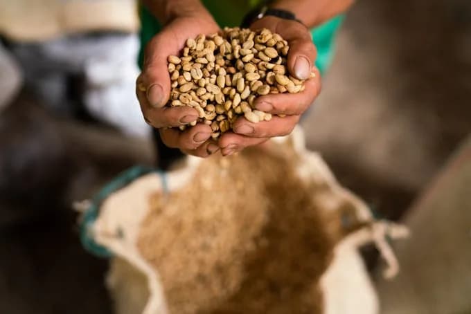 Precio del café suave colombiano en Nueva York subió a US$2,06 y la carga en Colombia ascendió desde $1.490.000 a $1.574.000