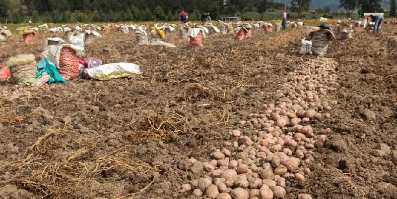 El Fenómeno de La Niña se intensificará en los últimos tres meses del 2024; el 14,8 % del área con agricultura campesina, familiar, étnica y comunitaria presenta riesgo