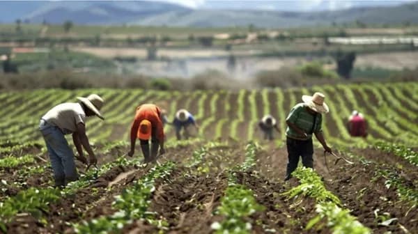 Arroceros con deudas en mora podrán acceder a condonaciones de intereses y créditos subsidiados por más de $8.000 millones