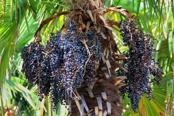 Colombia tiene capacidad para producir más de 600 mil toneladas de açaí y convertirse en un actor global en el mercado de superfrutas