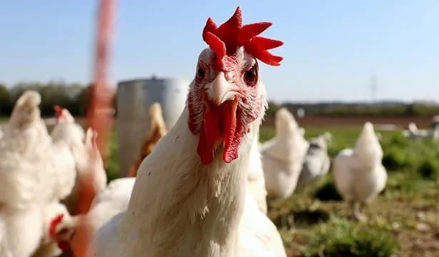 Naciones Unidas advierte sobre el creciente contagio de la gripe aviar; desde 2021 unas 300 nuevas especies se contagiaron