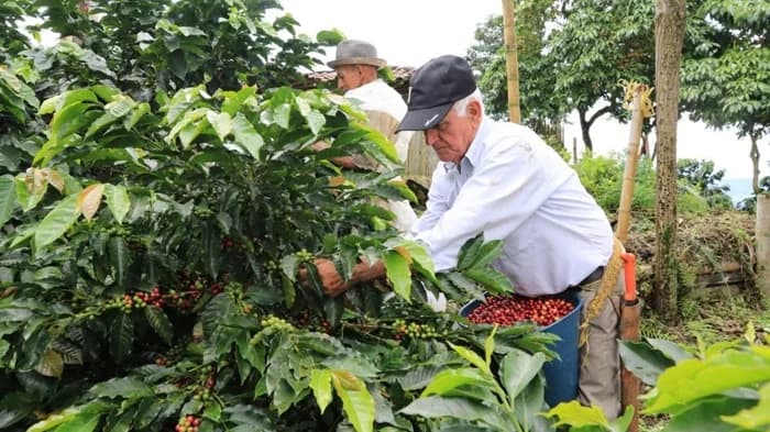 Tras seis años de intervención, la Cooperativa de Caficultores de Los Andes reabrirá sus puertas