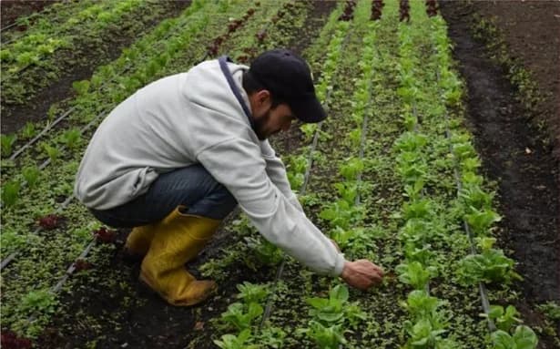Menos del uno por ciento de la frontera agrícola de Colombia se encuentra en riesgo por exceso de lluvia