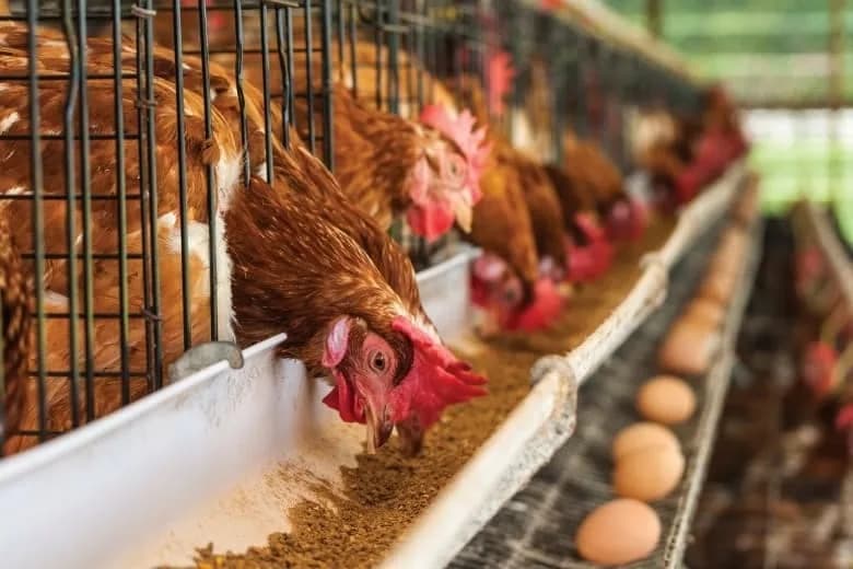 Mientras la producción de pollo avanza lentamente, la de huevo, a noviembre, supera ampliamente el crecimiento de 2023