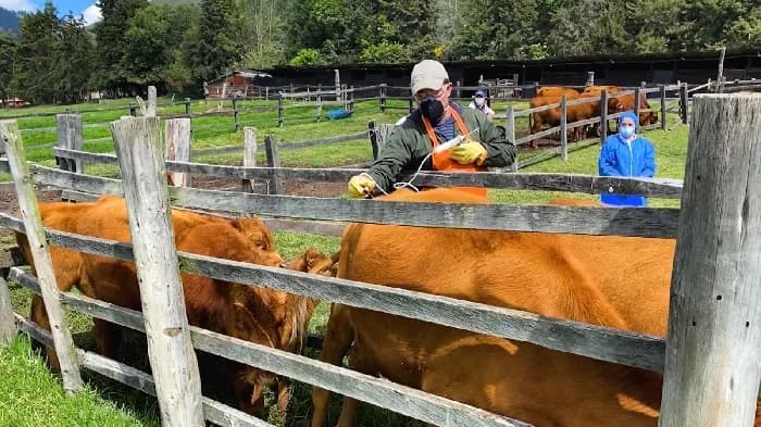 El 28 de octubre inicia el segundo ciclo de vacunación contra la fiebre aftosa en Colombia; la meta es vacunar cerca de 29,7 millones de animales