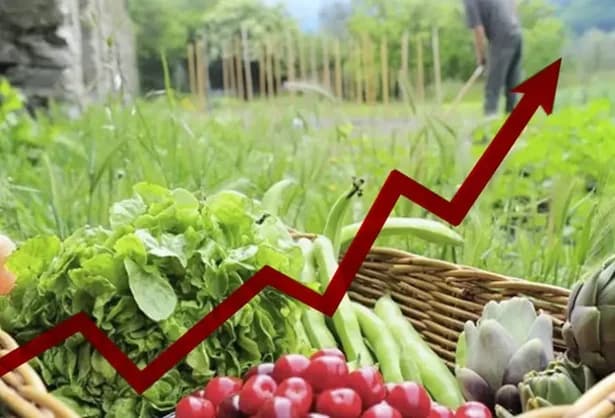 El café, otros cultivos y la ganadería jalonaron el PIB agropecuario en Colombia durante el 2024