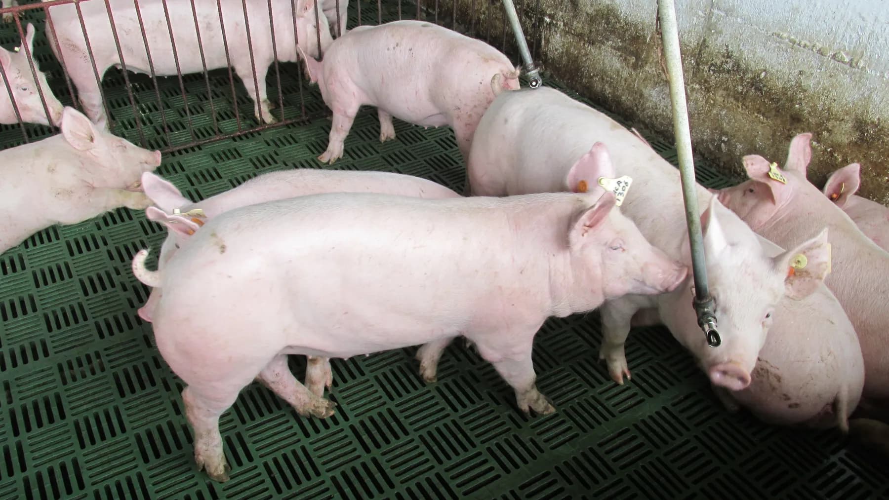 El Servicio Agrícola y Ganadero de Chile (SAG), confirmó la apertura de su mercado para la importación de tripas saladas de porcinos colombianos
