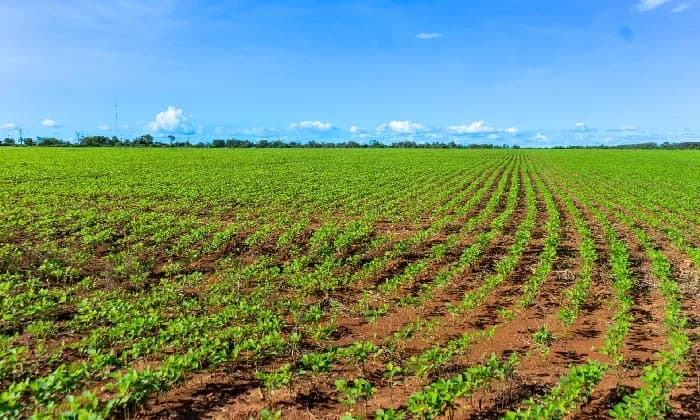Producción de soya en Colombia creció 113% en la más reciente década, revela informe de la Bolsa Mercantil