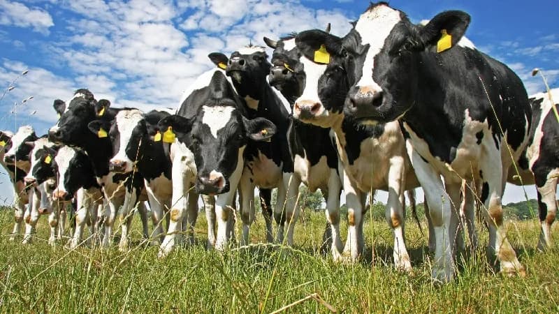 Se inmunizaron 28,3 millones de animales contra fiebre aftosa durante el primer ciclo de vacunación de 2025