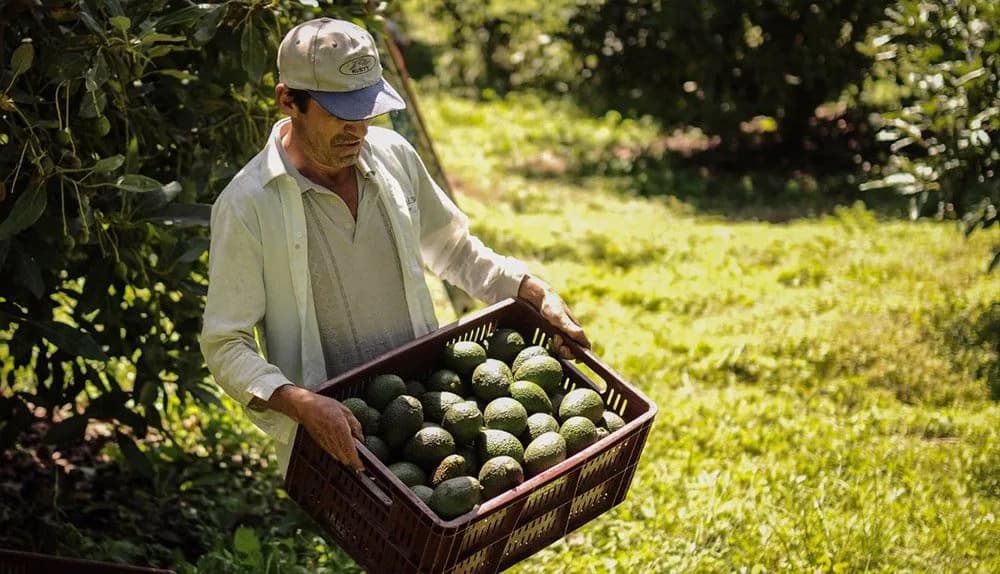 Carlos Andrés Londoño, de Jardin Exotics fue elegido como nuevo miembro de la Junta de Aguacate de Colombia